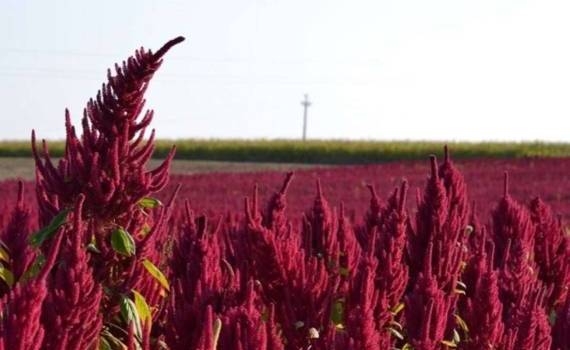 Амарант: экономика выращивания нишевой культуры в Украине - agroexpert.md