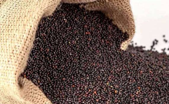 Рынок рапса: цены остаются под давлением прогноза увеличения урожая - agroexpert.md