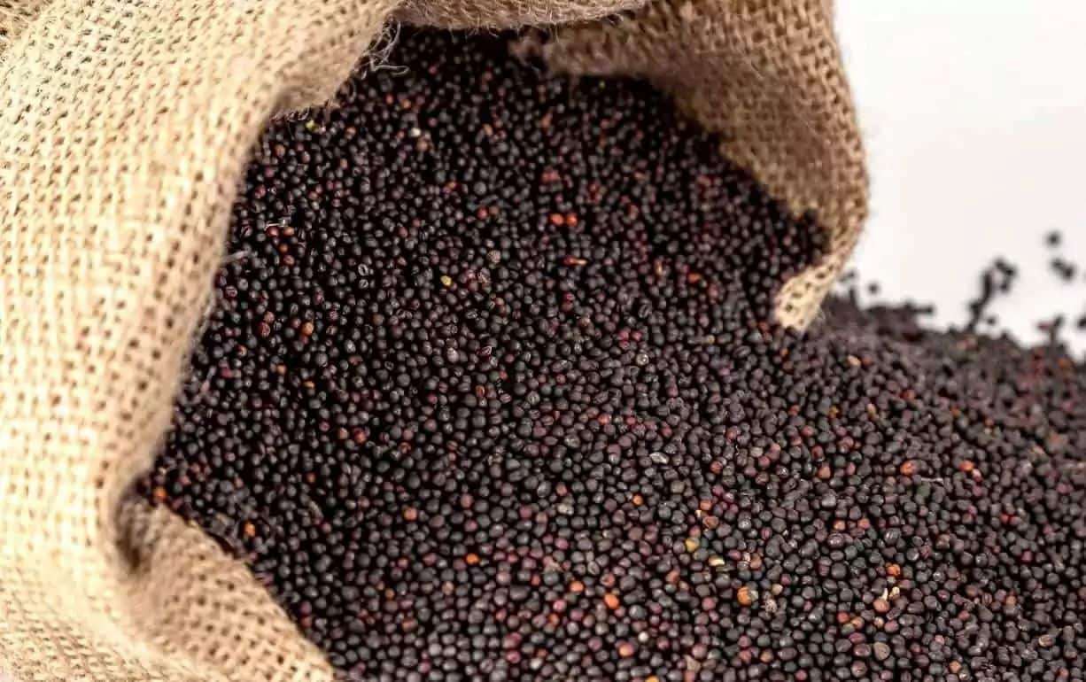 Рынок рапса: цены остаются под давлением прогноза увеличения урожая - agroexpert.md