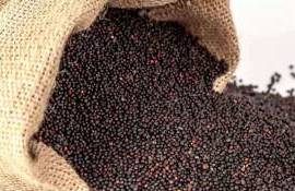 Рынок рапса: цены остаются под давлением прогноза увеличения урожая - agroexpert.md