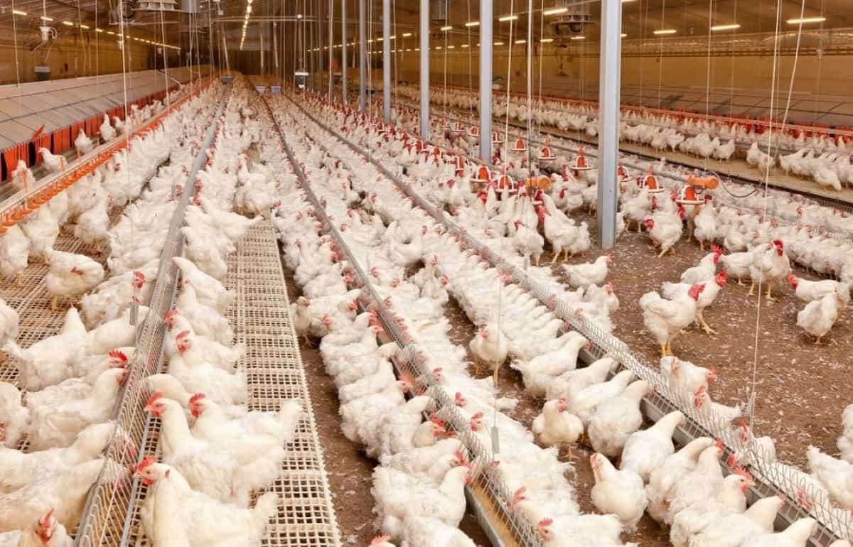 ЕС закрыл доступ бразильского мяса птицы из-за птичьего гриппа - agroexpert.md