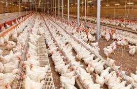 ЕС закрыл доступ бразильского мяса птицы из-за птичьего гриппа - agroexpert.md