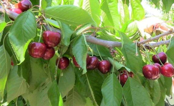 Особенности продаж молдавской черешни в 2025 году. Вырастут ли цены? - agroexpert.md