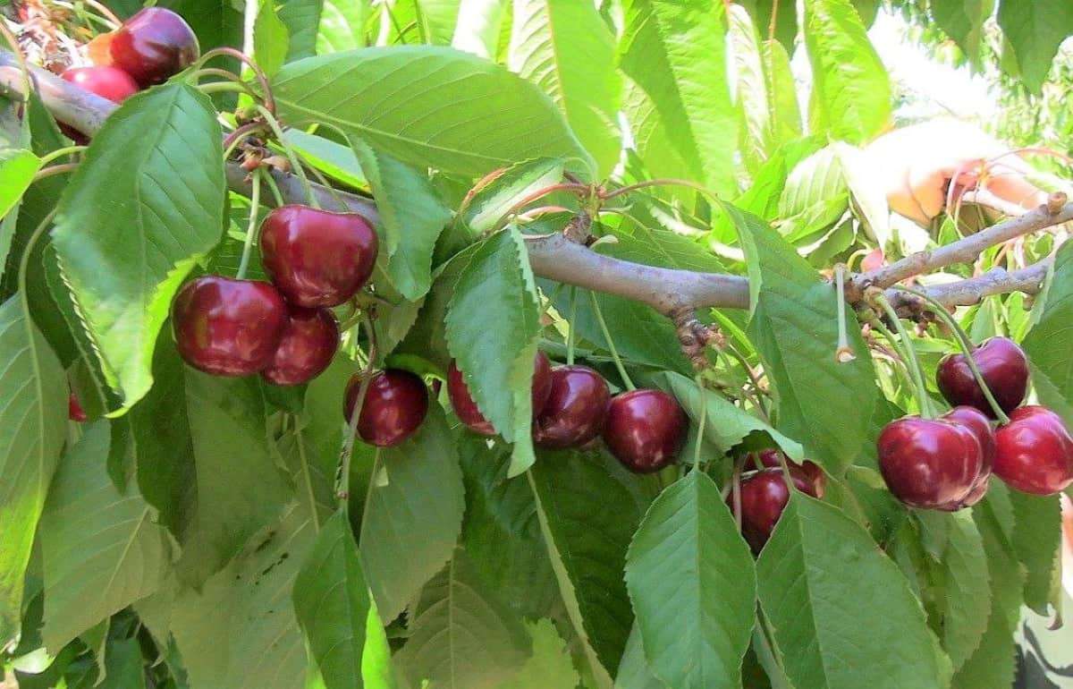 Особенности продаж молдавской черешни в 2025 году. Вырастут ли цены? - agroexpert.md