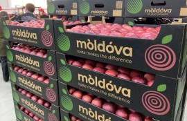 Выгодный период для экспорта молдавского яблока в Юго-Восточную Азию - agroexpert.md