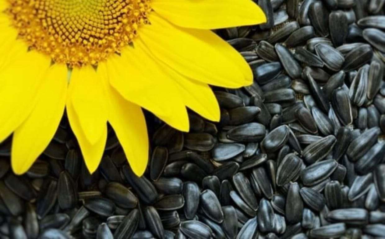 В Украине выросли продажи подсолнечника при стабильных ценах - agroexpert.md