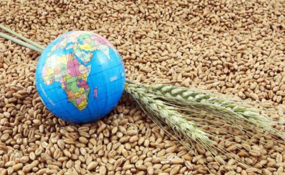 Экспертные прогнозы мирового производства зерна на 2025/26 МГ увеличились - agroexpert.md