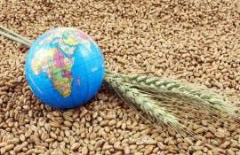 Экспертные прогнозы мирового производства зерна на 2025/26 МГ увеличились - agroexpert.md