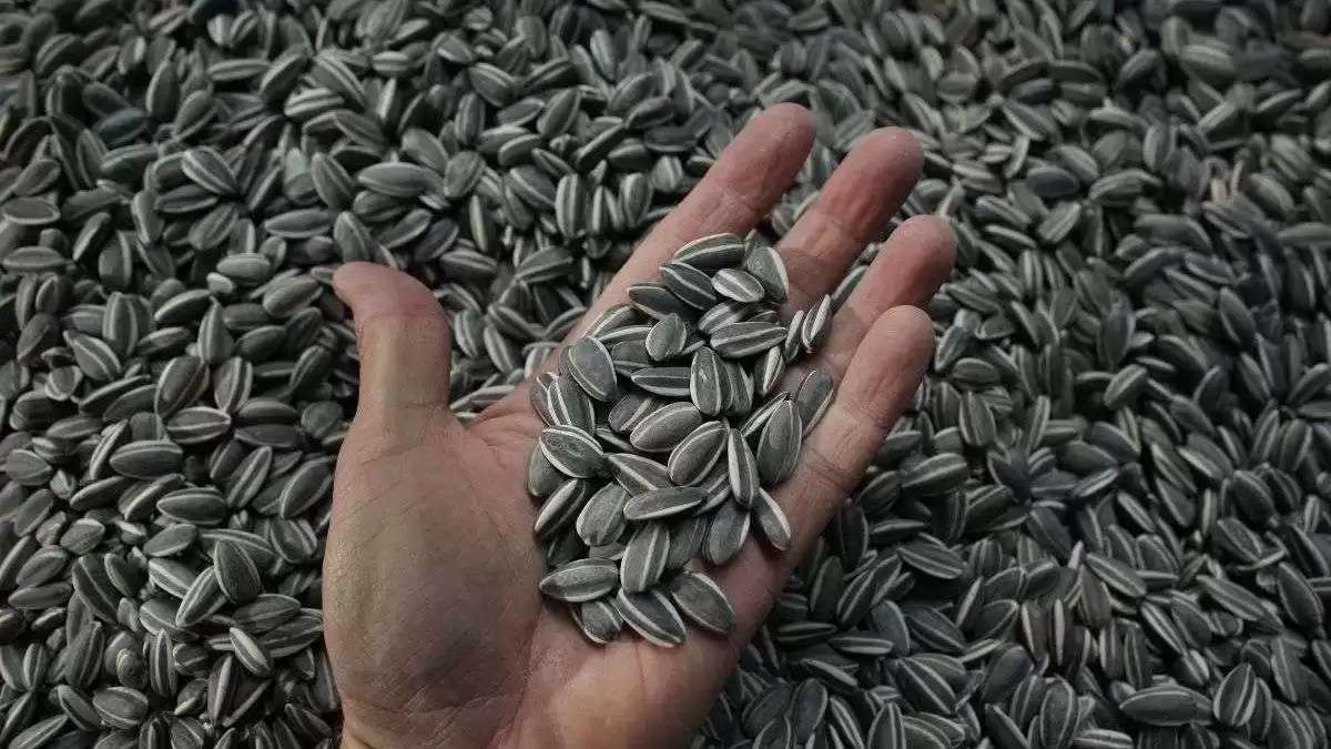 93% din floarea-soarelui pleacă din țară ca materie primă - agroexpert.md