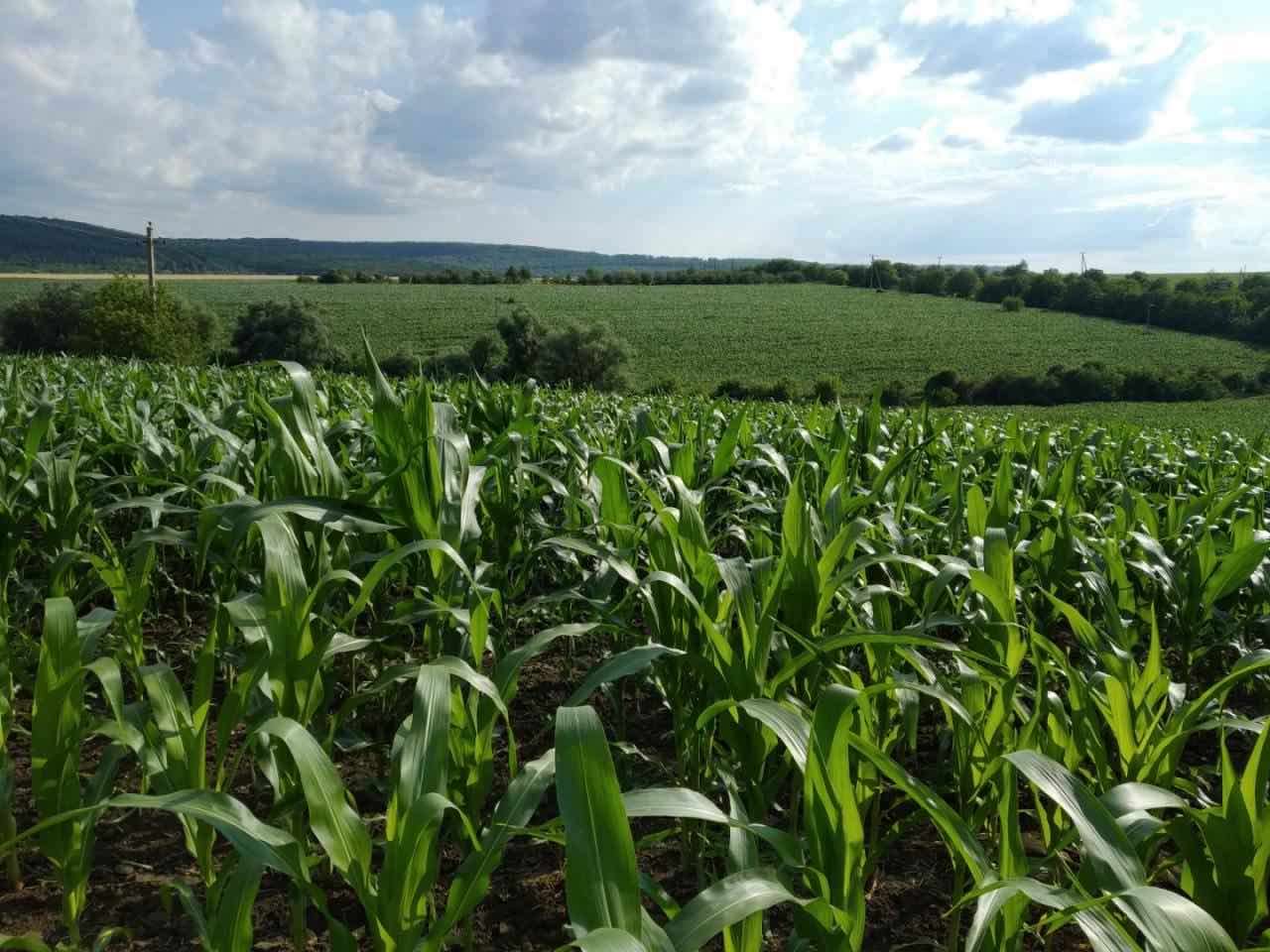 AIPROM își extinde activitatea în R. Moldova - agroexpert.md