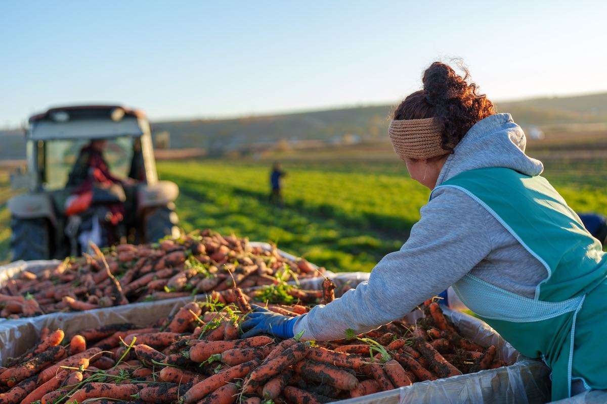 Nistrul de Jos – un an de cooperare și dezvoltare a clusterului - agroexpert.md