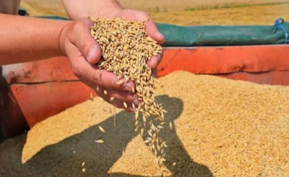 В Турции производство зерна и фруктов в 2025 году снизится - agroexpert.md