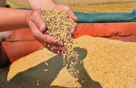 В Турции производство зерна и фруктов в 2025 году снизится - agroexpert.md