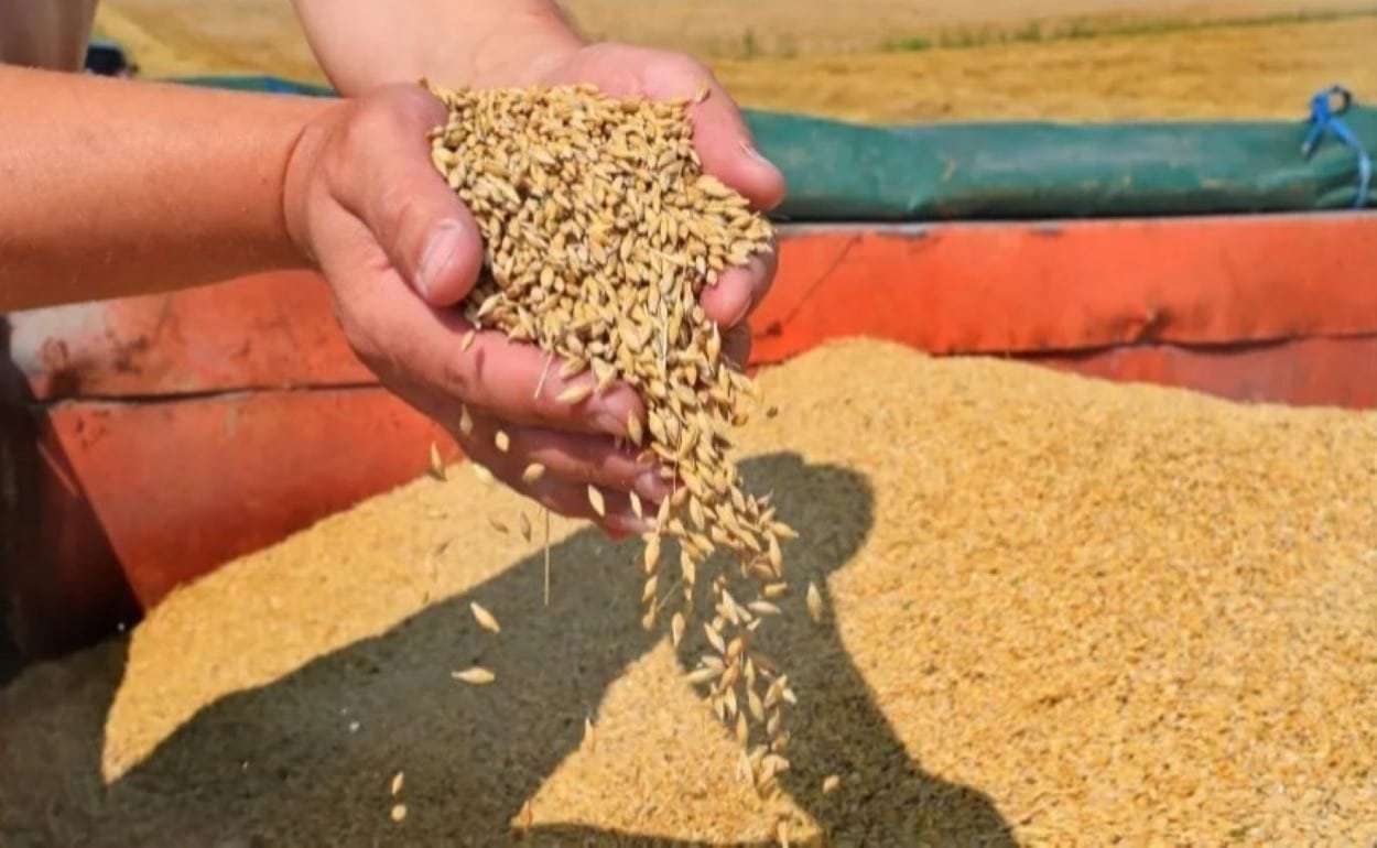 В Турции производство зерна и фруктов в 2025 году снизится - agroexpert.md