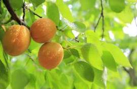В Приднестровье озвучили ущерб от весенних заморозков - agroexpert.md