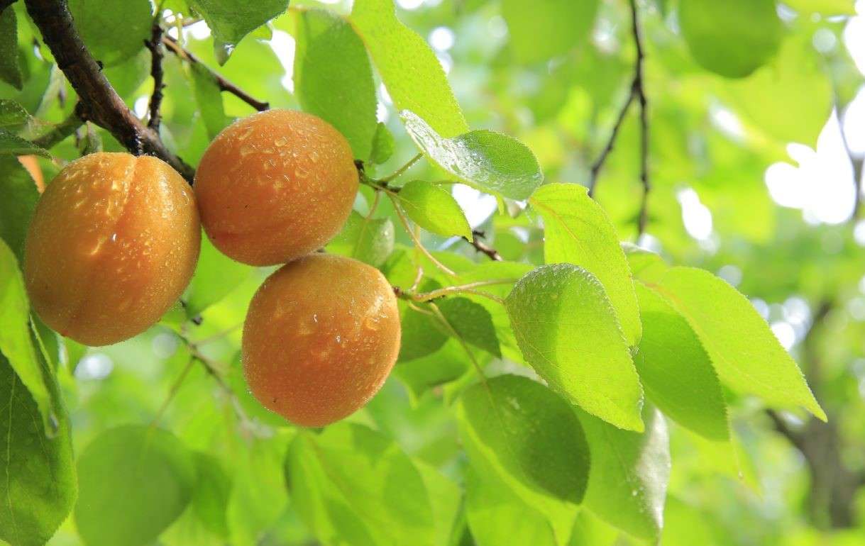 В Приднестровье озвучили ущерб от весенних заморозков - agroexpert.md