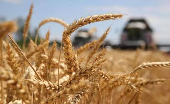 Прогнозы урожайности основных культур в ЕС повысились - agroexpert.md