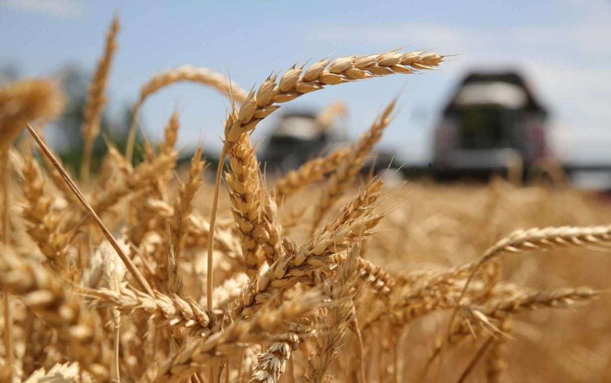 Прогнозы урожайности основных культур в ЕС повысились - agroexpert.md