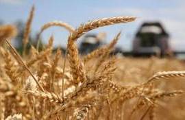 Прогнозы урожайности основных культур в ЕС повысились - agroexpert.md