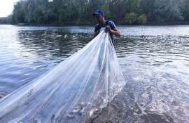 В водоемы Приднестровья выпустили более полумиллиона годовиков рыбы - agroexpert.md