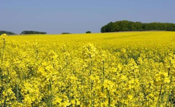 Производство рапса падает, переработка растёт: прогноз на 2024/25 МГ - agroexpert.md