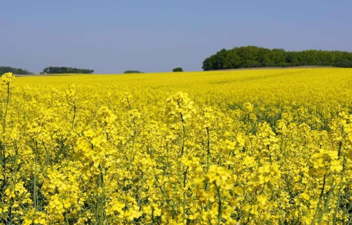 Производство рапса падает, переработка растёт: прогноз на 2024/25 МГ - agroexpert.md