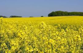 Производство рапса падает, переработка растёт: прогноз на 2024/25 МГ - agroexpert.md
