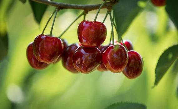 8 zile până la Ziua Fructelor - agroexpert.md