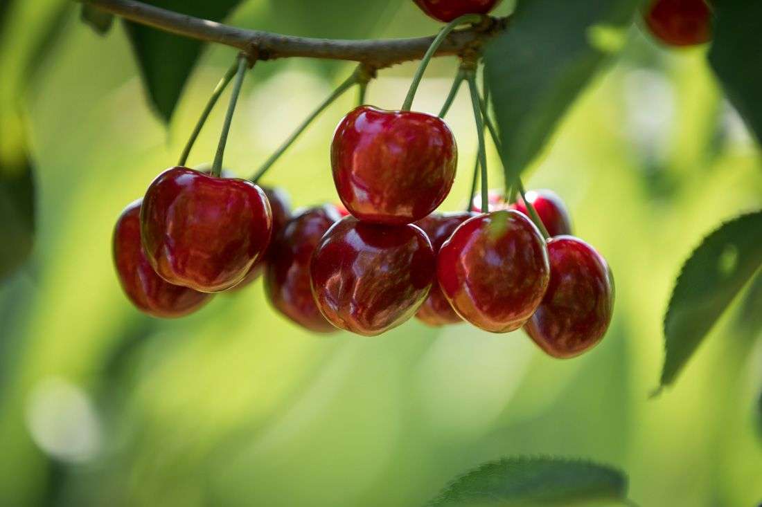 8 zile până la Ziua Fructelor - agroexpert.md