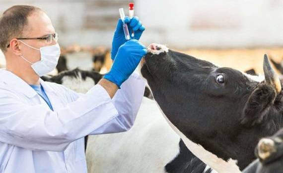Programele de studii în medicina veterinară - agroexpert.md