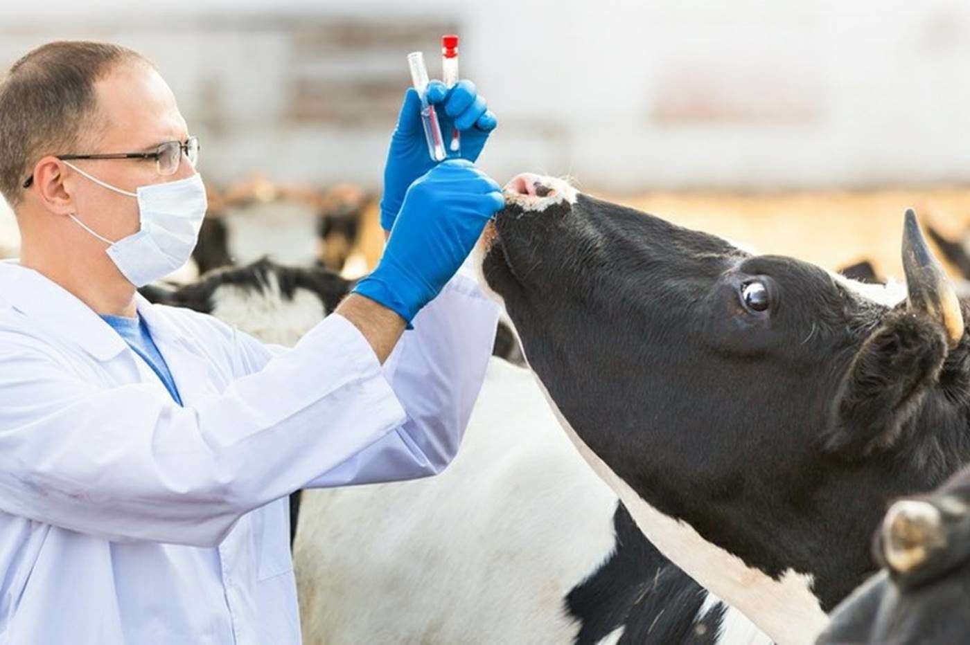 Programele de studii în medicina veterinară - agroexpert.md
