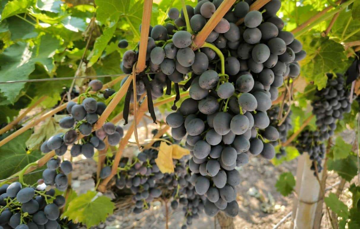 У виноградарей Молдовы появилась робкая надежда на богатый урожай - agroexpert.md