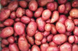 В магазинах появился первый молдавский картофель нового сезона - agroexpert.md