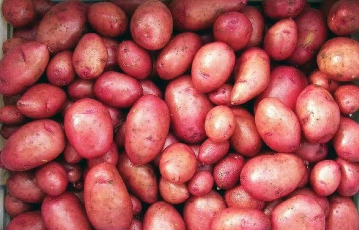В магазинах появился первый молдавский картофель нового сезона - agroexpert.md