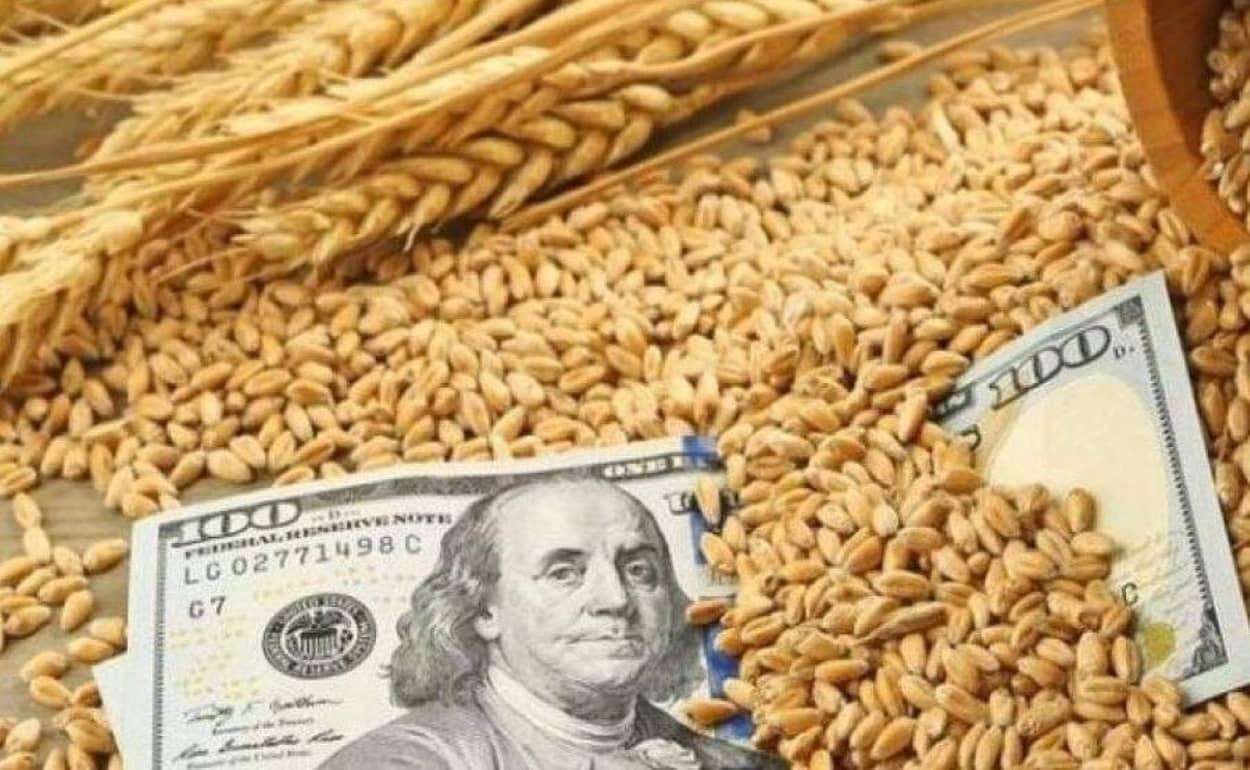 Рыночные перспективы нового урожая украинской пшеницы благоприятны - agroexpert.md