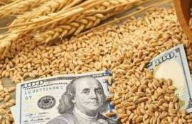 Рыночные перспективы нового урожая украинской пшеницы благоприятны - agroexpert.md