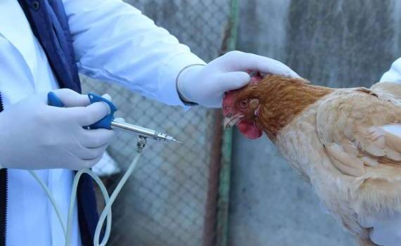 США отменили финансирование разработки вакцины против птичьего гриппа - agroexpert.md