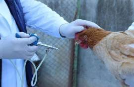 США отменили финансирование разработки вакцины против птичьего гриппа - agroexpert.md