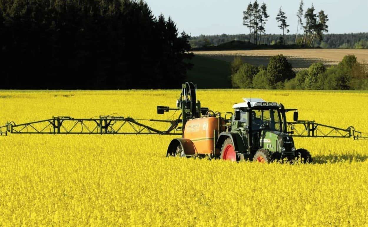Оптимистичные прогнозы по урожаю пшеницы и рапса в Германии - agroexpert.md
