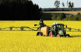 Оптимистичные прогнозы по урожаю пшеницы и рапса в Германии - agroexpert.md