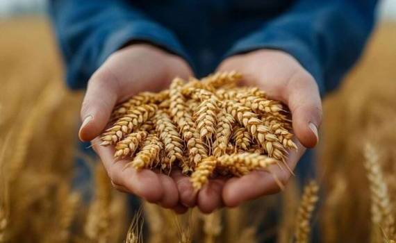 Украине придется искать новые рынки для 3-3,5 млн тонн пшеницы - agroexpert.md