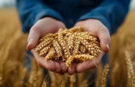 Украине придется искать новые рынки для 3-3,5 млн тонн пшеницы - agroexpert.md