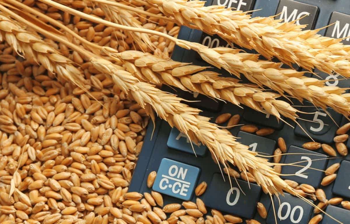 Мировой рынок зерна: пшеница и соя подорожали, кукуруза подешевела - agroexpert.md