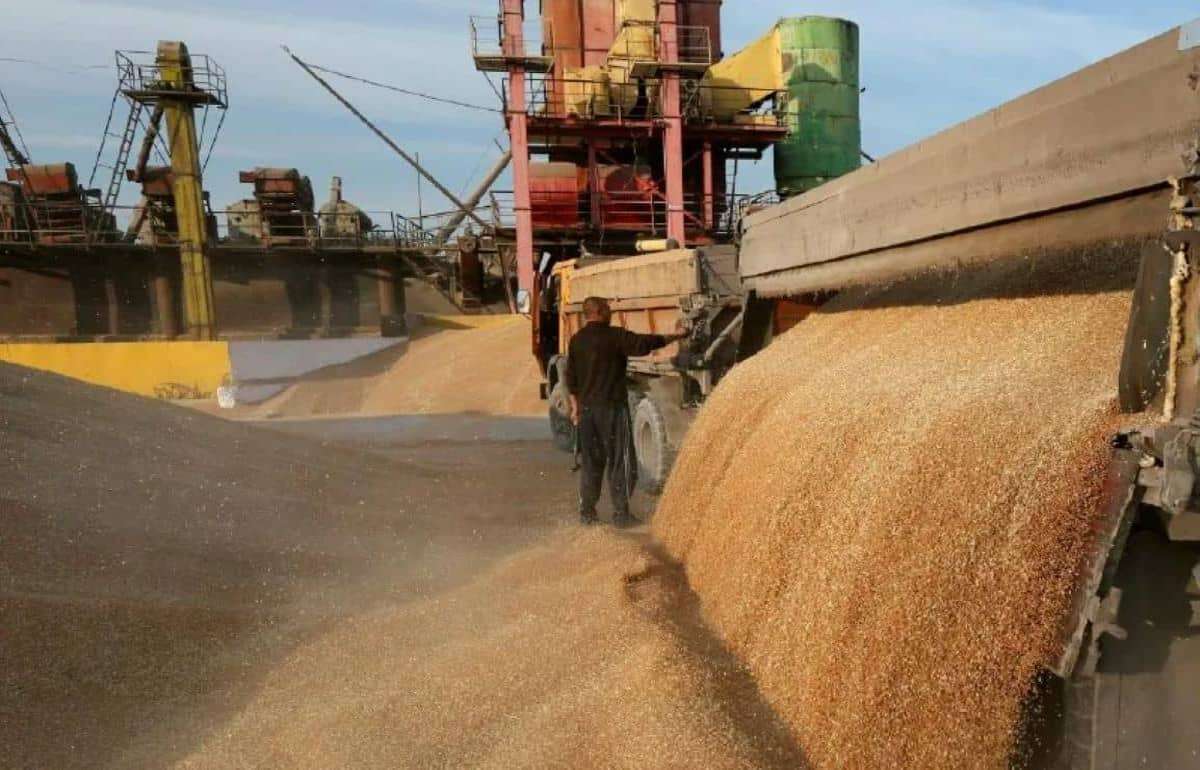 Турция увеличит импорт пшеницы в 2025 году: кто получит контракты? - agroexpert.md