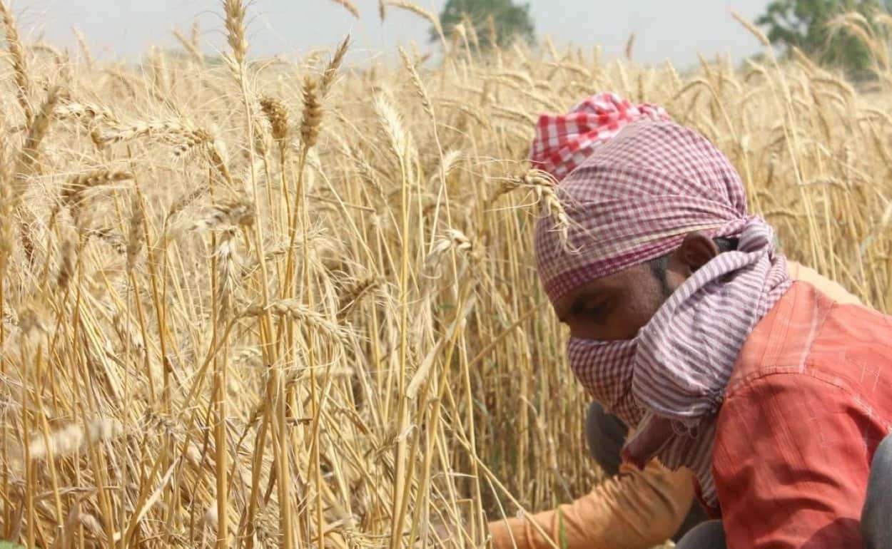Индия ожидает рекордный урожай пшеницы — 117,5 млн тонн в 2025 году - agroexpert.md
