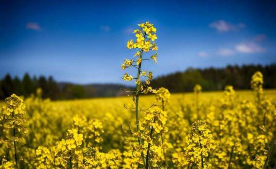 Perspectivele pentru rapiță par a fi favorabile pentru R. Moldova - agroexpert.md