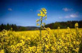 Perspectivele pentru rapiță par a fi favorabile pentru R. Moldova - agroexpert.md
