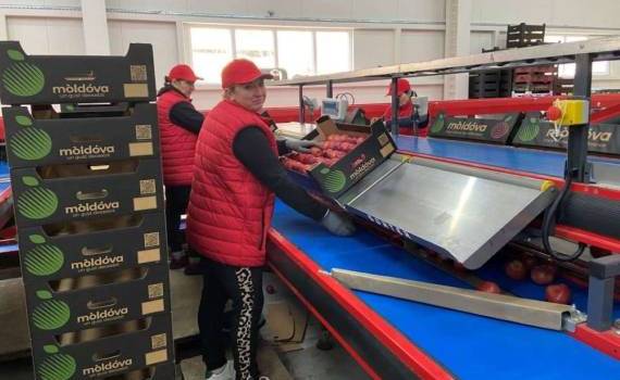 Почему Молдове следует развивать аграрный экспорт в Евросоюз - agroexpert.md