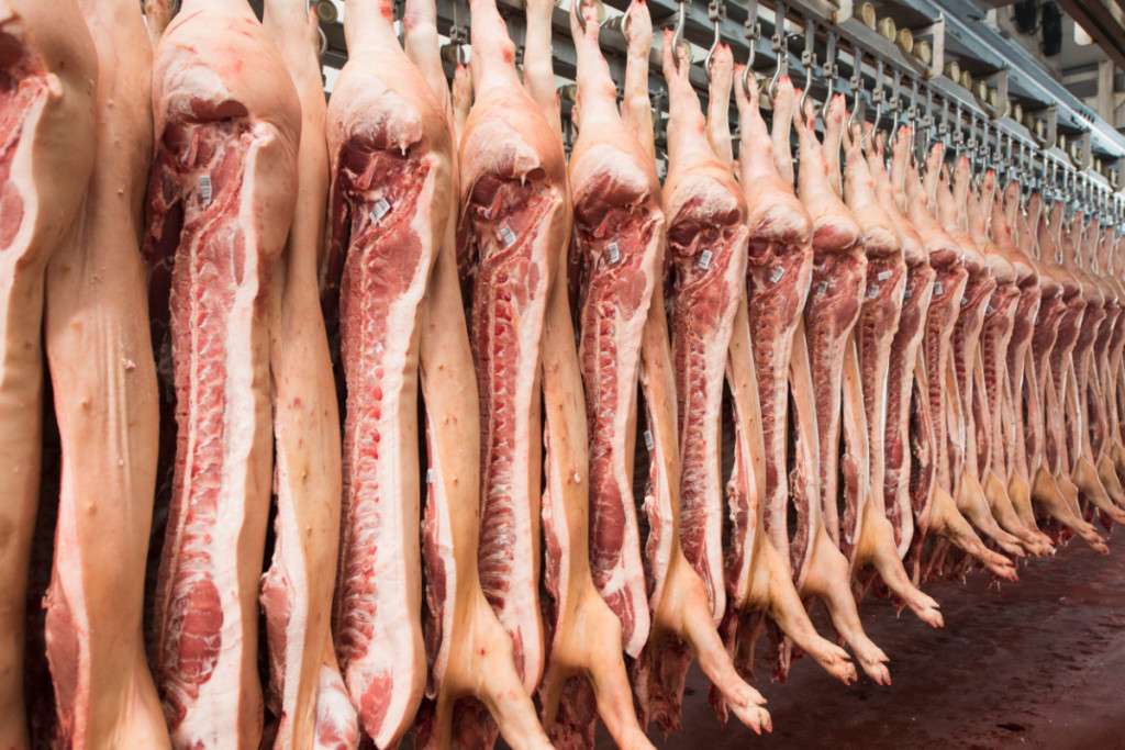 Producătorii de carne de porc avertizează asupra riscurilor importurilor - agroexpert.md