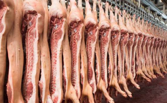 Producătorii de carne de porc avertizează asupra riscurilor importurilor - agroexpert.md
